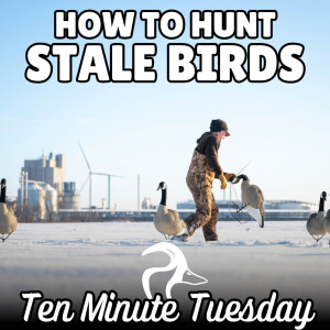 How to Hunt Stale Birds