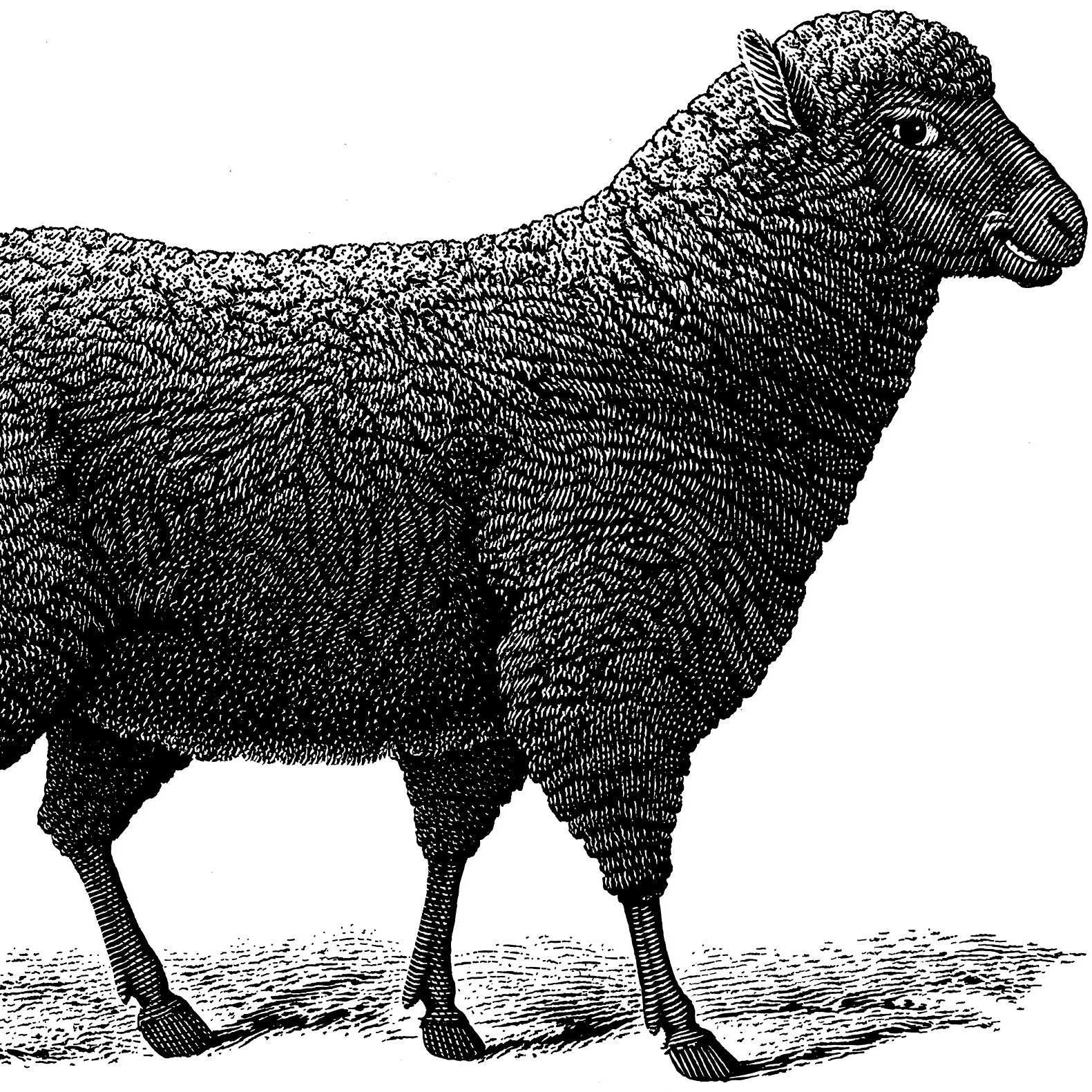 Black Sheep Podcast 1- CANCELED!