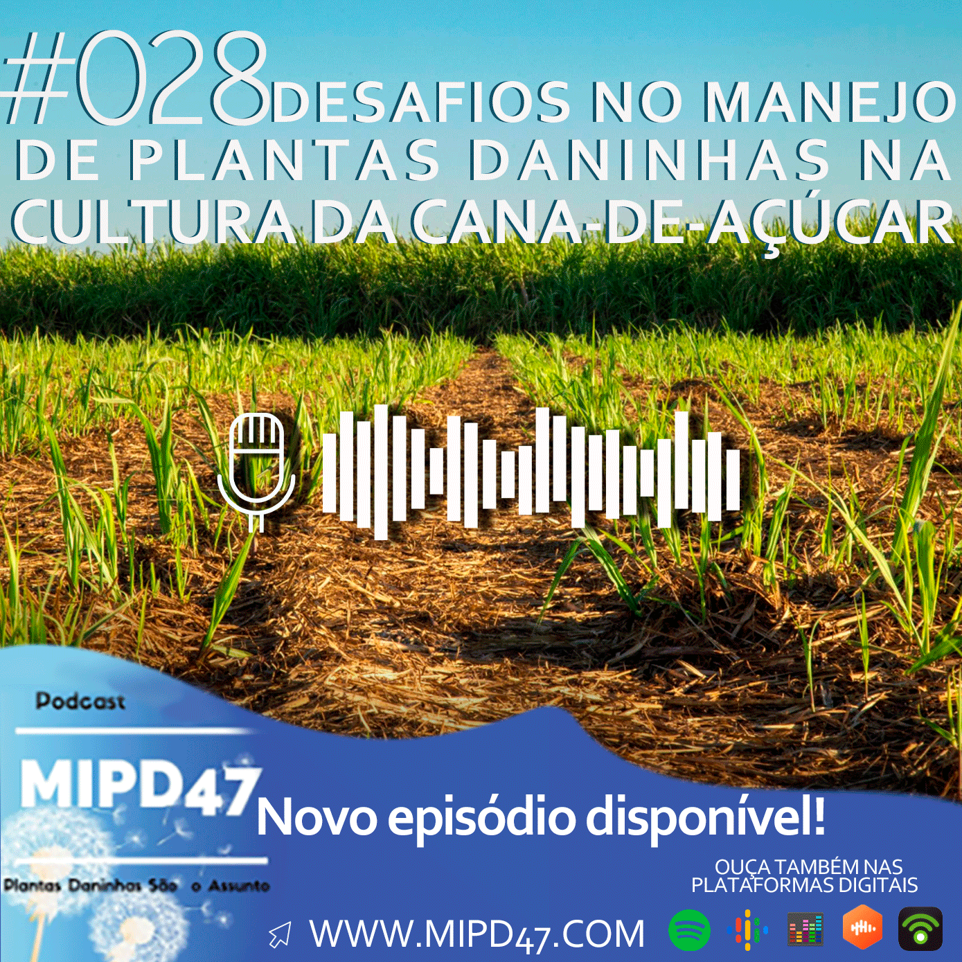 MIPD47