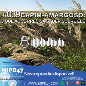 MIPD47 #039_Capim-amargoso: O que você precisa saber sobre ele