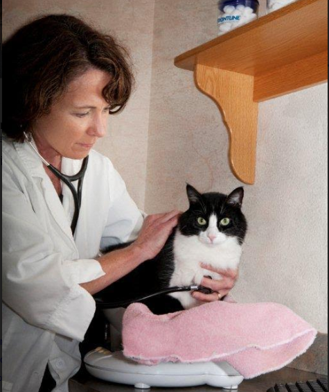 Why Do Pets Matter? Hosted by Debra Hamilton, Esq.