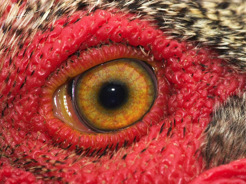 Rooster News