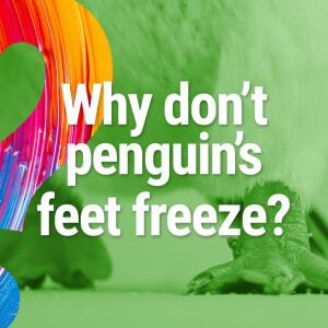 [Why don't penguin's feet freeze?] How do you make friends with a red squirrel?