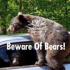 Beware Of Bears!