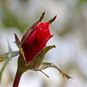 Dennis Kinlaw A Fragrant Aroma