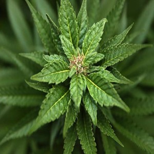 Dr. Darryl Johnson: Cannabis. Marijuana (Yes, Really)