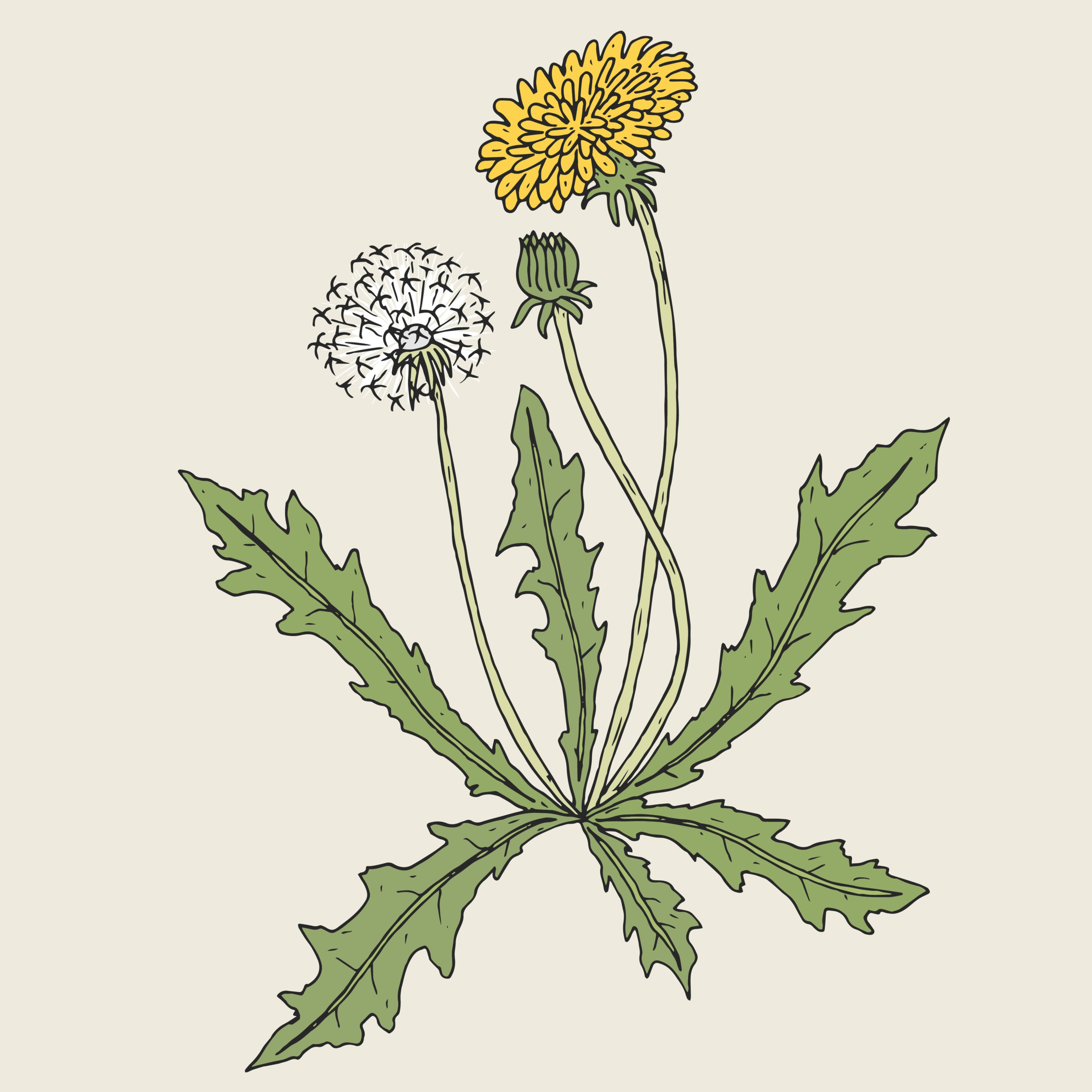 cover of episode Three Dandelion Stories