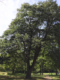 Tree Meditation: Cultivating Equanimity (24:30)