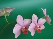 Sympathetic Joy: Loved One, Neutral Person, All Beings (24 Minutes)