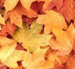 Softening into Breathing and Noticing the Hindrances (25 Minutes)