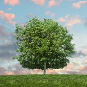 Tree Practice: Rooted Stable Strong Flexible Dignified 26 minutes