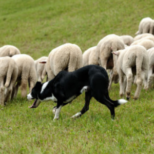 Gentle Sheepdog of Mindfulness 23 minutes