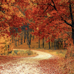 Remembering and Walking the Path of Peace