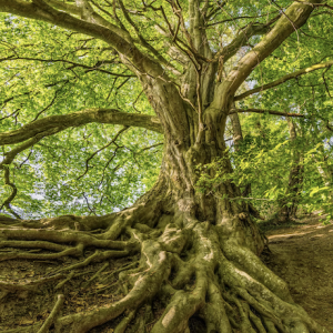 Ancient Tree: Rooted, Balanced, Poised with a Big View 20 minutes