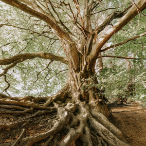 Ancient Tree: Embodying Equanimity 31 minutes