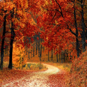 Autumn’s Invitation 10 minutes