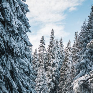 Evergreen Forest in Winter 20 minutes