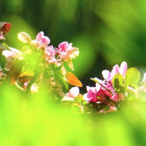 Affectionate Breathing and Loving Kindness for Benefactors, Ourselves and Community. 33 minutes