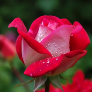 “Creating the Life of My Dreams What Truly Matters. 10 minutes