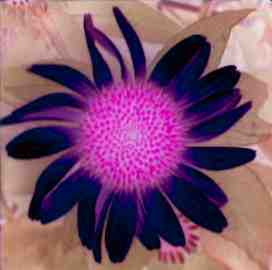 Sympathetic Joy Meditation