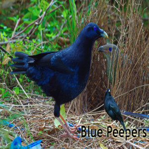 Blue Peepers