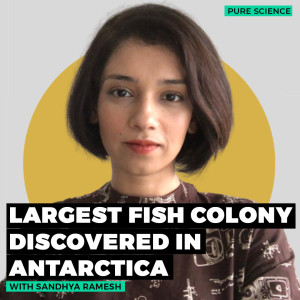 PureScience: Largest fish colony with 60 million nests discovered under the Antarctic