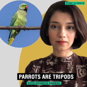 Pure Science: Birds of the parrot family use their beak as third limb