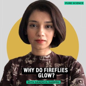 Pure science: Why fireflies glow & when they acquired this trait