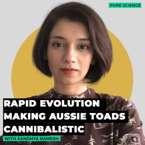 Pure science: Australian cane toads become cannibalistic in a display of rapid evolution