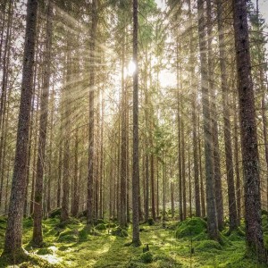 Igazság első kézből (prédikáció, Szentháromság ünnepe utáni 4. vasárnap)