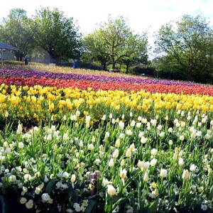 Spring Blooms Floriade 2023