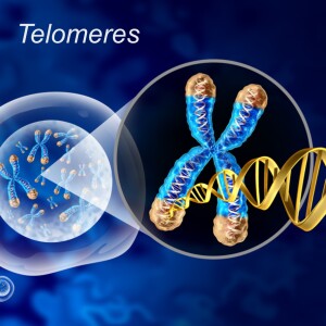 Telomeres: What They Are and Why We Need To Pay Attention