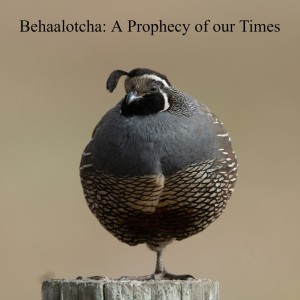 Behaalotcha: A Prophecy of our Times