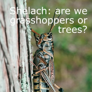 Shelach: are we Grasshoppers or Trees?