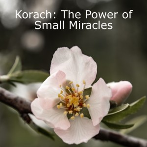 Korach: The Power of Small Miracles