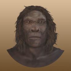 Paleontological trends in human evolution(ary history)