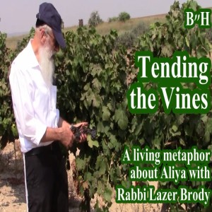 Tending the Vines