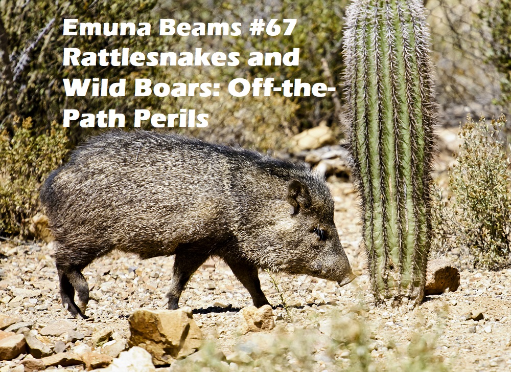 Rattlesnakes and Wild Boars