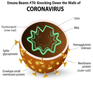 Knocking Down the Walls of Coronavirus