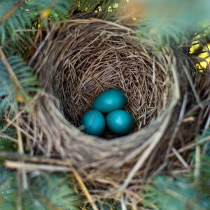 The Bird's Nest: Psalms 82-84