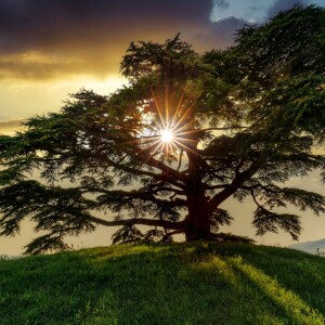 The Cedars of Lebanon: Psalms 27-29