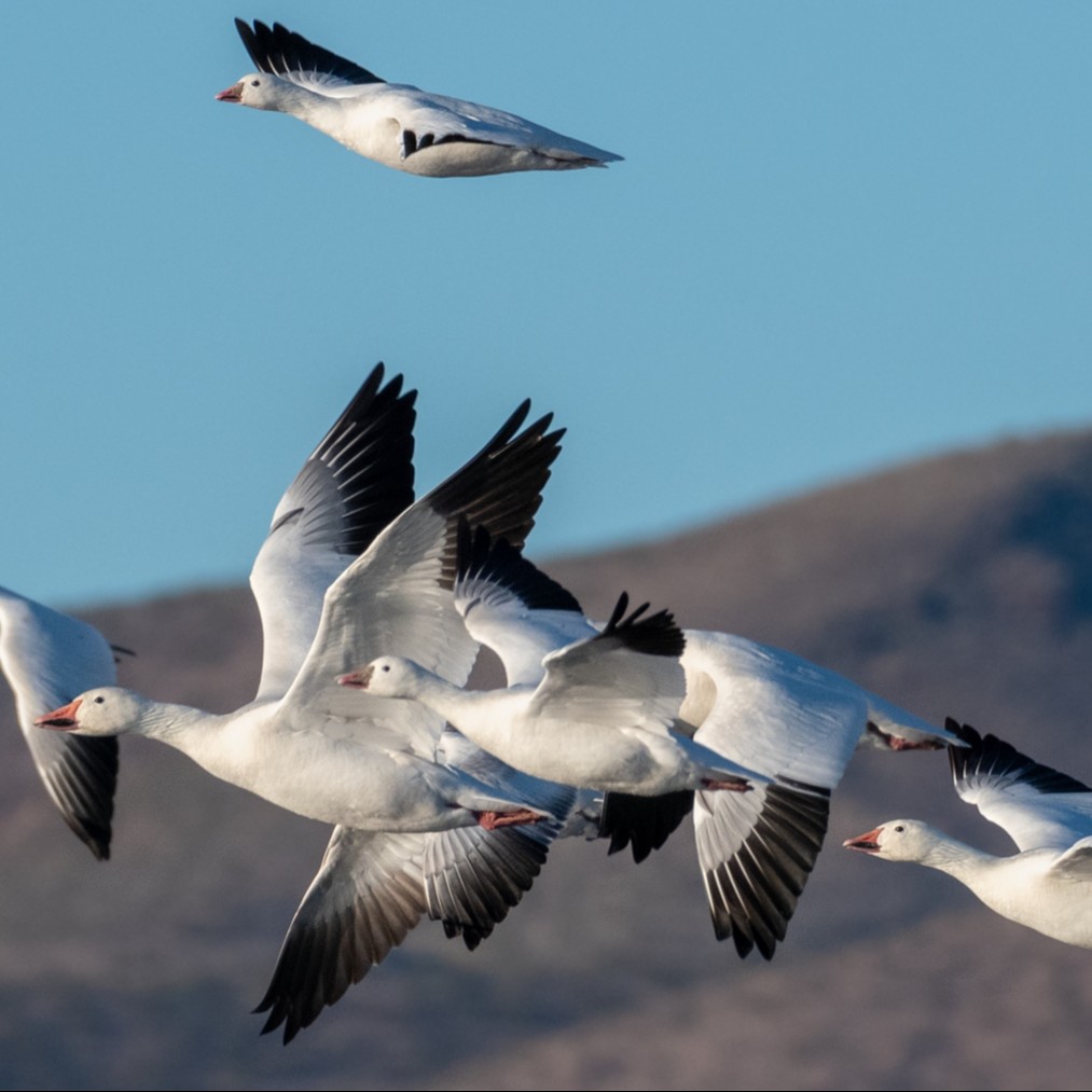 Geese in the Desert: Likutei Moharan I, Torah 6, Part 5