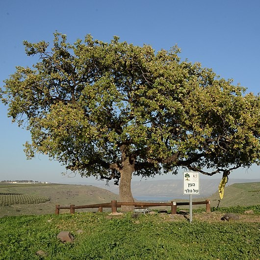 Etz Chaim: The Tree of Life