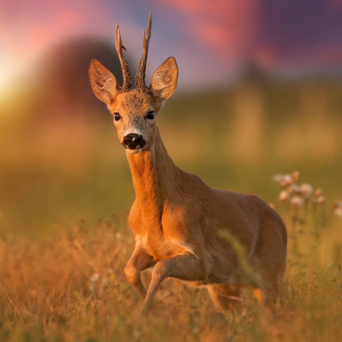 Land of the Deer: Likutei Moharan I, Torah 55, Part 6