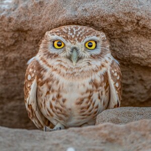 The Desert Owl: Psalms 100-102