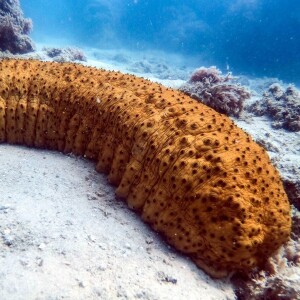 The Sea Cucumber