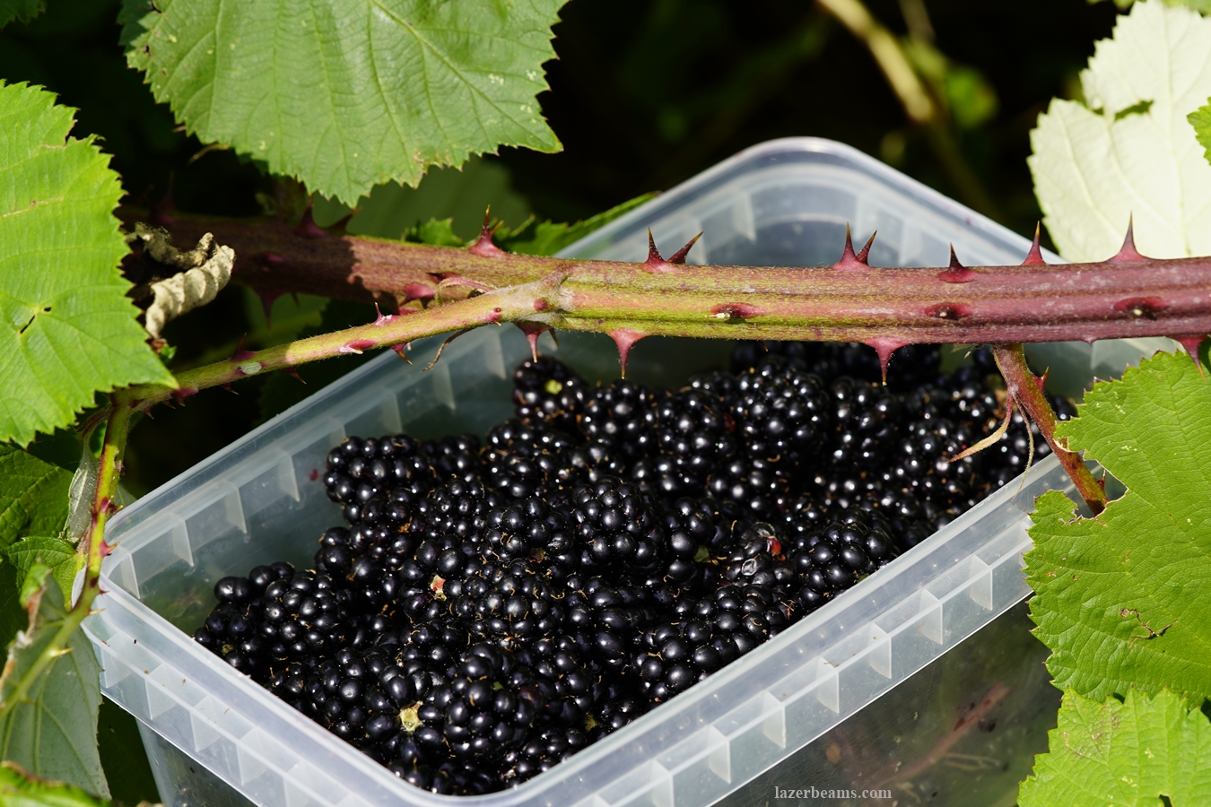 Thorns and Sweet Berries