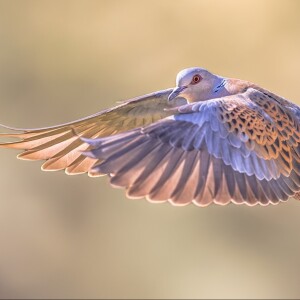 Wings of a Dove: Psalms 54-56