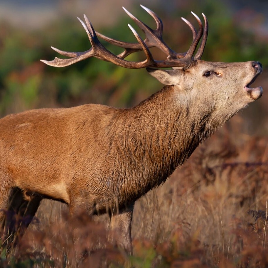 Like a Yearning Deer: Psalms 40-42