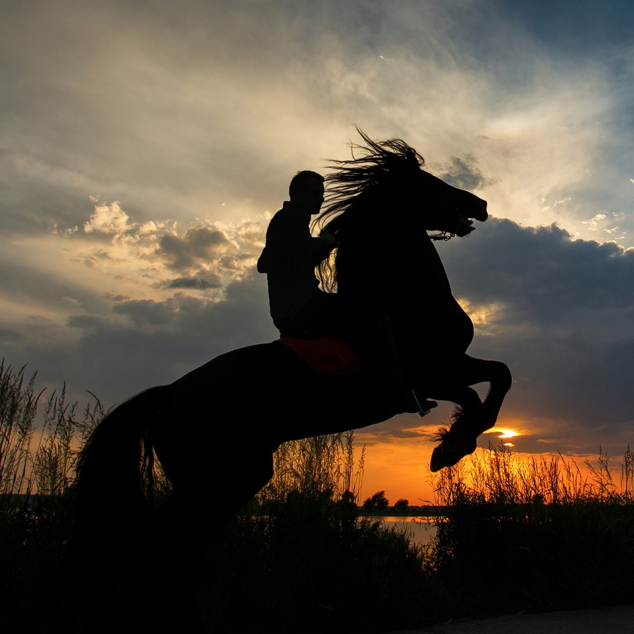 Human or Horse?